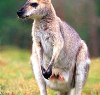Venman Bushland National Park - Hotel WA