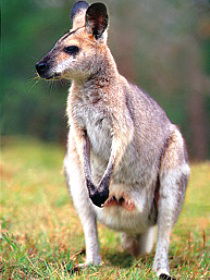 Venman Bushland National Park - Hotel WA 0