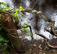 Mogo Bushwalk - Hotel WA