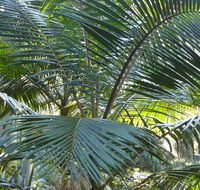 Bangalore Falls walking track - Hotel WA