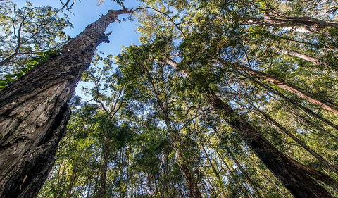 Brimbin Nature Reserve - Hotel WA 3