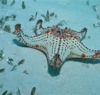 The Pines Dive Site - Hotel WA