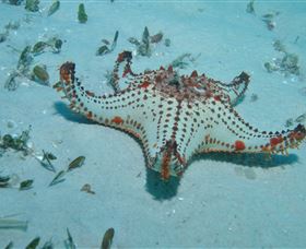 The Pines Dive Site - Hotel WA 0