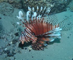 The Pines Dive Site - Hotel WA 1