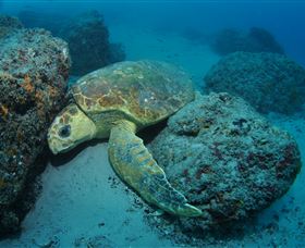 The Pines Dive Site - Hotel WA 3