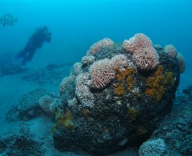 The Pines Dive Site - Hotel WA 2