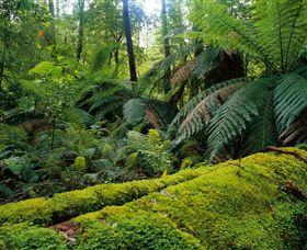 Errinundra National Park - Hotel WA 0