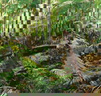 Wollumbin-Mount Warning National Park - Hotel WA