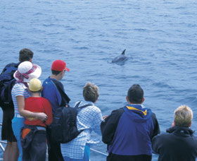 Dolphin Discovery Centre - Hotel WA 3