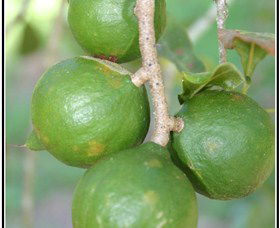 Lorne Valley Macadamia Farm - Hotel WA 2
