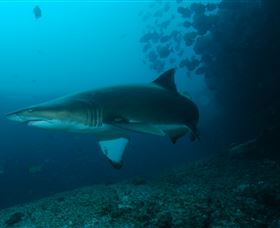 Henderson Rock Dive Site - Hotel WA 1