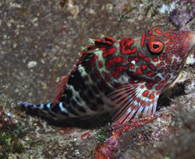 Henderson Rock Dive Site - Hotel WA 3