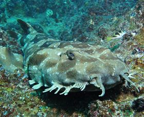 Henderson Rock Dive Site - Hotel WA 2