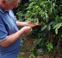 Wombah Coffee Plantation - Hotel WA