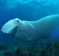 Manta Bommie Dive Site - Hotel WA