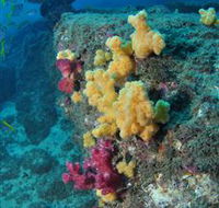 Shag Rock Dive Site - Hotel WA