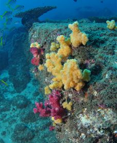 Shag Rock Dive Site - Hotel WA 0