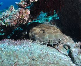 Shag Rock Dive Site - Hotel WA 3