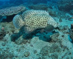 Shag Rock Dive Site - Hotel WA 2