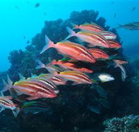 Flat Rock Dive Site - Hotel WA