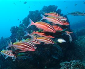 Flat Rock Dive Site - Hotel WA 0