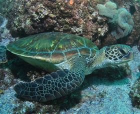 Flat Rock Dive Site - Hotel WA 1