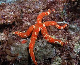 Flat Rock Dive Site - Hotel WA 2