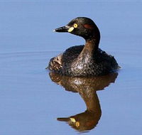 Panboola Wetlands - Hotel WA