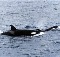 Killer Whale Trail - Hotel WA