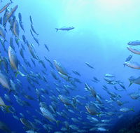 Cape Byron Marine Park - Hotel WA