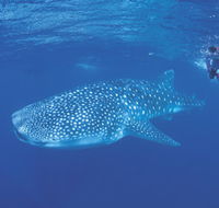 Ningaloo Reef - Hotel WA