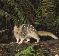 Tarkine Forest Reserve - Hotel WA