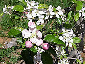 Avro Park Orchards - Hotel WA 0