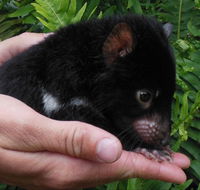 Crawn Motors - Hotel WA