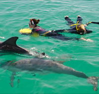 Rockingham Wild Encounters - Swim with Wild Dolphins - Hotel WA