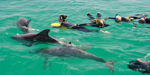 Rockingham Wild Encounters - Swim With Wild Dolphins - Hotel WA 1