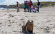 Kangaroo Island Odysseys - thumb 3