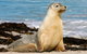 Kangaroo Island Odysseys - thumb 10