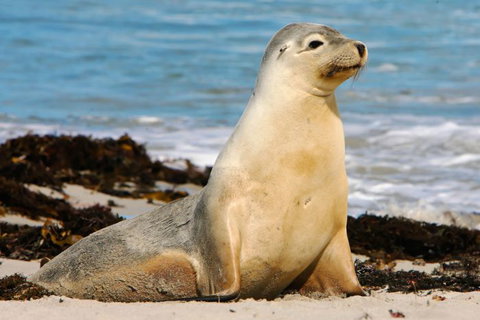 Kangaroo Island Odysseys - Hotel WA 11
