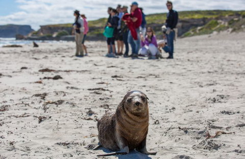 Kangaroo Island Odysseys - Hotel WA 17
