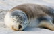 Kangaroo Island Odysseys - thumb 19