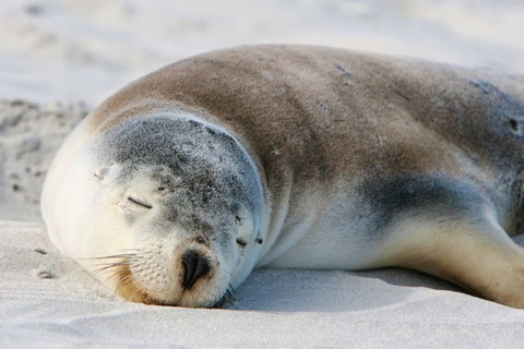 Kangaroo Island Odysseys - Hotel WA 19