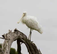 Melbourne Birding Tours - Hotel WA