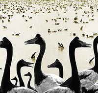 Tin Shed Art Gallery - Hotel WA