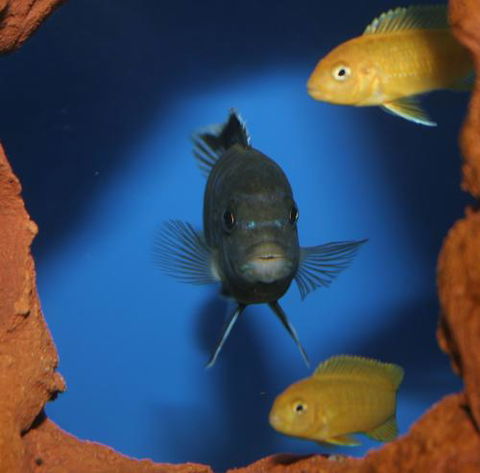 River To Reef Aquarium - Hotel WA 1