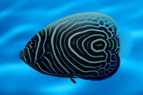 River To Reef Aquarium - Hotel WA 2