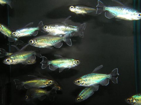 River To Reef Aquarium - Hotel WA 3