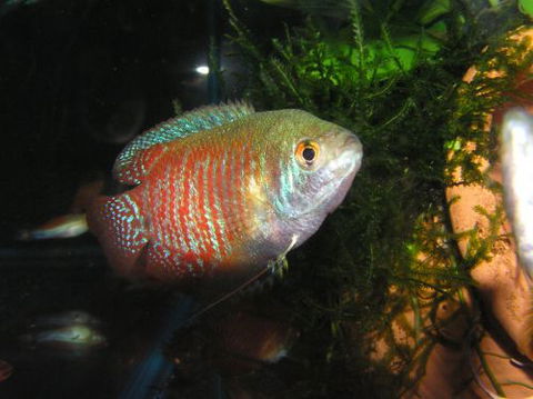 River To Reef Aquarium - Hotel WA 4