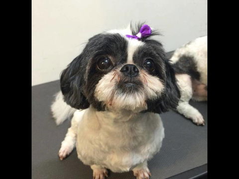 Pets Wonderland - Hotel WA 4