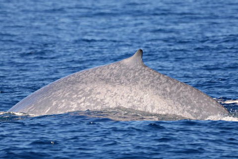 Blue Whale Perth Canyon Expedition - Hotel WA 1
